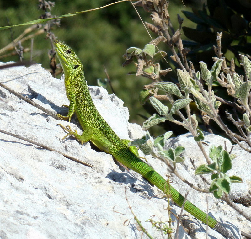 Ramarro dal Monte Circeo